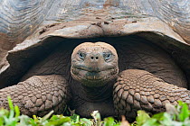Galapagos giant tortoise (Chelonoidis nigra) portrait, Santa Cruz Island, Galapagos Islands, Ecuador. Endangered.