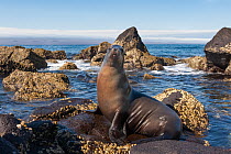 Galapagos sea lion (Zalophus wollebaeki) resting on rocks, North Seymour Island, Galapagos, Pacific Ocean. Endangered.