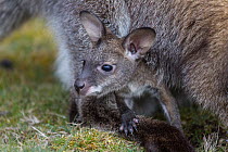 Bennets wallaby (Macropus rufogriseus) joey aged seven months, looking out of mothers pouch, Cradle Mountain National Park, Tasmania, Australia.