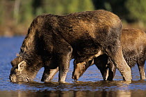 Moose (Alces alces) female with calf, feeding on aquatic plants in shallow river, Baxter State Park, Maine, USA.