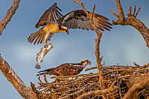 Osprey (Pandion haliaetus) pair at nest site, one returning to nest with fish prey, Everglades National Park, Florida, USA. March.