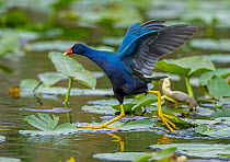 Purple gallinule (Porphyrula martinica) striding over lily pads on pond surface, Everglades National Park, Florida, USA. March.