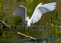 Snowy egret (Egretta thula) standing on branch over water surface with fish prey in beak, Everglades National Park, Florida, USA. March.