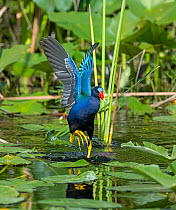 Purple gallinule (Porphyrula martinica) striding over lily pads on pond surface, Everglades National Park, Florida, USA. March.