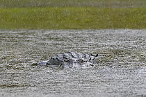 American alligator (Alligator mississippiensis) submerged in river during a heavy rainstorm, Myakka River State Park, Florida, USA. March.