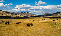 American buffalo (Bison bison) herd grazing in grassland, Lamar Valley, Yellowstone National Park, Wyoming, USA. September.