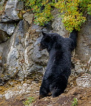Black bear (Ursus americanus) foraging for Rose hips (Rosa sp.) on cliff side, Yellowstone National Park, Wyoming, USA. September.