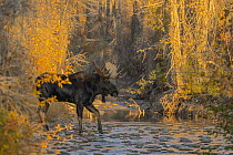 Bull Moose (Alces alces) crossing mountain creek at sunset, Grand Teton National Park, Wyoming, USA. October.