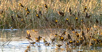 Yellow headed blackbirds (Xanthocephalus xanthocephalus) flock perched among reed beds at edge of pond in evening light, Whitewater Draw Wildlife Area, Arizona, USA. January.