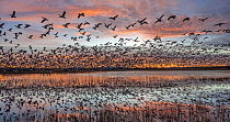 Snow geese (Anser caerulescens) flock taking flight from pond at dawn, Bosque del Apache National Wildlife Refuge, New Mexico, USA. January.