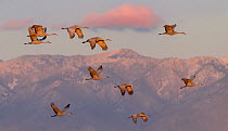 Sandhill cranes (Grus canadensis) flock in flight at dusk with mountains in background, San Bernadino State Wildlife Refuge, New Mexico, USA. January.