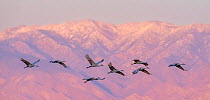Sandhill cranes (Grus canadensis) flock in flight at dusk with mountains in background, San Bernadino State Wildlife Refuge, New Mexico, USA. January.