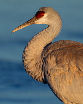 Sandhill crane (Grus canadensis) roosting at dawn, portrait, Bosque del Apache National Wildlife Refuge, New Mexico, USA. January.