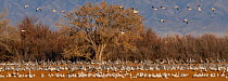 Large flock of Snow geese (Anser caerulescens) and Sandhill cranes (Grus canadensis) congregating in corn fields surrounded by ancient Cottonwood trees (Populus sp.) under sun-lit clouds, San Bernadin...