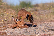 RF - Two Caracal (Caracal caracal) cubs, aged 9 weeks, playing, Spain. Captive, occurs in Africa and Asia.  (This image may be licensed either as rights managed or royalty free.)