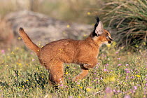RF - Caracal (Caracal caracal) cub, aged 9 weeks, leaping through grass, Spain. Captive, occurs in Africa and Asia. (This image may be licensed either as rights managed or royalty free.)