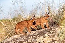 RF - Two Caracal (Caracal caracal) cubs, aged 9 weeks, walking over rocks, Spain. Captive, occurs in Africa and Asia. (This image may be licensed either as rights managed or royalty free.)