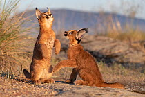RF - Two Caracal (Caracal caracal) cubs, aged 9 weeks, sitting on hind legs looking up, Spain. Captive, occurs in Africa and Asia.  (This image may be licensed either as rights managed or royalty free...