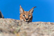 RF - Caracal (Caracal caracal) male, peering over rock against blue sky, Spain. Captive, occurs in Africa and Asia. (This image may be licensed either as rights managed or royalty free.)