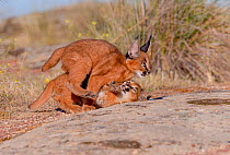 Two Caracal (Caracal caracal) cubs, aged 9 weeks, playing, Spain. Captive, occurs in Africa and Asia. Cropped.