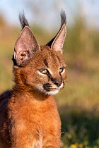 Caracal (Caracal caracal) cub, aged 9 weeks, head portrait, Spain. Captive, occurs in Africa and Asia. Cropped.