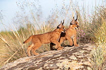 Two Caracal (Caracal caracal) cubs, aged 9 weeks, walking over rocks, Spain. Captive, occurs in Africa and Asia.