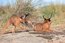Two Caracal (Caracal caracal) cubs, aged 9 weeks, playing, Spain. Captive, occurs in Africa and Asia.