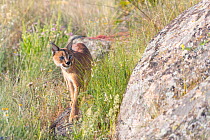 Caracal (Caracal caracal) male, walking through long grass, Spain. Captive, occurs in Africa and Asia.