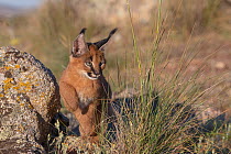 Caracal (Caracal caracal) cub, aged 9 weeks, walking over rocky grassland, Spain. Captive, occurs in Africa and Asia.