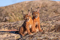 Two Caracal (Caracal caracal) cubs, aged 9 weeks, sitting side by side, Spain. Captive, occurs in Africa and Asia.
