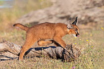 Caracal (Caracal caracal) cub, aged 9 weeks, walking over rocky grassland, Spain. Captive, occurs in Africa and Asia.