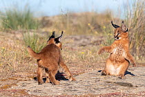 Two Caracal (Caracal caracal) cubs, aged 9 weeks, playing, Spain. Captive, occurs in Africa and Asia.