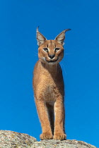 Caracal (Caracal caracal) male, standing on rock against blue sky, Spain. Captive, occurs in Africa and Asia.