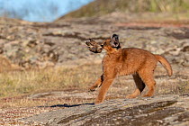 Caracal (Caracal caracal) cub, aged 9 weeks, with bird prey in mouth, Spain. Captive, occurs in Africa and Asia.
