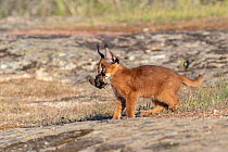 Caracal (Caracal caracal) cub, aged 9 weeks, with bird prey in mouth, Spain. Captive, occurs in Africa and Asia.