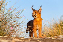 Caracal (Caracal caracal) cub, aged 9 weeks, walking over rocks, Spain. Captive, occurs in Africa and Asia.