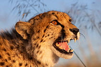 Cheetah (Acinonyx jubatus) snarling, head portrait, Spain. Captive.