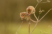 Two Harvest mice (Micromys minutus) juveniles, resting on Fennel (Foeniculum vulgare) stalk, Dorset, UK. February. Captive.