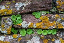 Wall pennywort (Umbilicus rupestri) growing on a stone wall, with various lichens (Caloplaca flavescens), Trellech, Monmouthshire, Wales, UK. December.