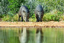Two Collared peccaries (Pecari tajacu) sniffing ground near pond, foraging for roots, grubs and prickly pear cactus, after aggressive altercation. January.