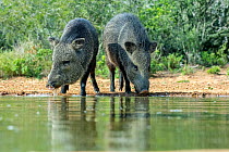 Two Collared peccaries (Pecari tajacu) drinking from pond, after aggressive altercation.  January.