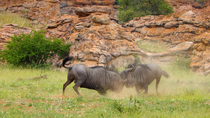 Blue wildebeest (Connochaetes taurinus) bulls fighting, Mapungubwe National Park, Greater Mapungubwe Transfrontier Conservation Area, South Africa.