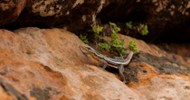 Common flat lizard (Platysaurus intermedius) female hunting for insects using its tounge on rocks, Mapungubwe National Park, Greater Mapungubwe Transfrontier Conservation Area, South Africa.