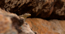 Common flat lizard (Platysaurus intermedius) female peering over rocks and looking around before climbing rock behind and leaving frame, Mapungubwe National Park, Greater Mapungubwe Transfrontier Cons...
