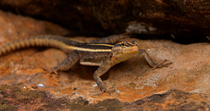 Common flat lizard (Platysaurus intermedius) female crouched on rocks and looking around, Mapungubwe National Park, Greater Mapungubwe Transfrontier Conservation Area, South Africa.