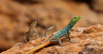 Common flat lizard (Platysaurus intermedius) male sitting on rock with with females behind, before leaving and re-entering entering frame to chase them, causing them to leave frame, Mapungubwe Nationa...