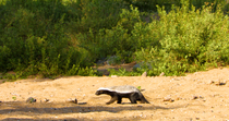 Tracking shot of Honey badger (Mellivora capensis) foraging  in the dry riverbed of the Shingwedzi River by digging with front paws, Kruger National Park, Great Limpopo Transfrontier Park, South Afric...
