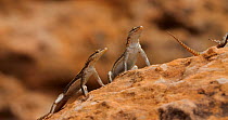 Common flat lizard (Platysaurus intermedius) female and juveniles basking on rock, with one juvenile entering the frame to sit next to the female, Mapungubwe National Park, Greater Mapungubwe Transfro...