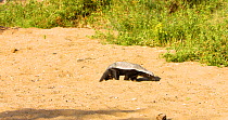 Tracking shot of Honey badger (Mellivora capensis) foraging in dry riverbed of the Shingwedzi River, Kruger National Park, Great Limpopo Transfrontier Park, South Africa.
