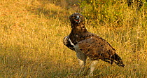 Martial eagle (Polemaetus bellicosus) perched on ground and feeding, Letaba Riverbank , Kruger National Park in the Great Limpopo Transfrontier Park, South Africa.